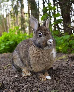 Original Rabbit Image from Wikimedia