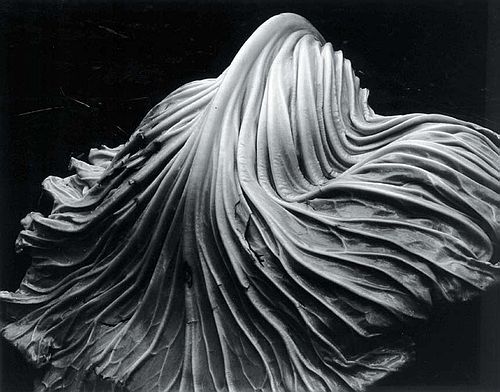 Cabbage Leaf by Edward Weston, 1931