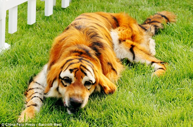 Tiger Dog